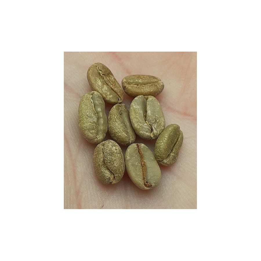 Novas Cultivares de Cafeeiros Coffea Canephora para Amazonia Ocidental