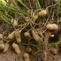 Nut plant