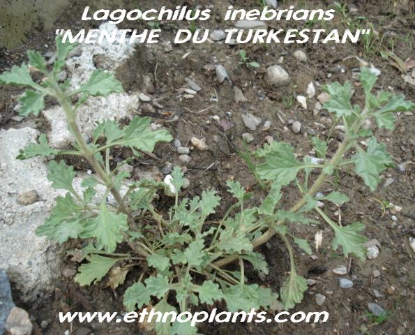 Lagochilus inebrians