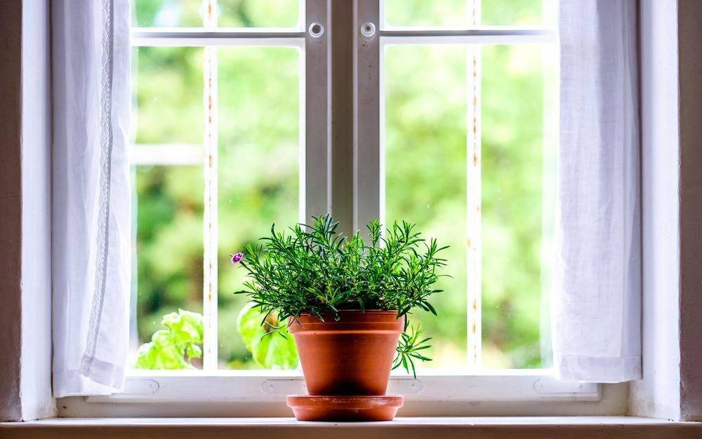 Bien aménager la lumière pour vos plantes d’intérieur