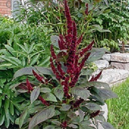 amaranthus