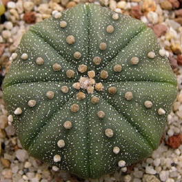 cactus oursin