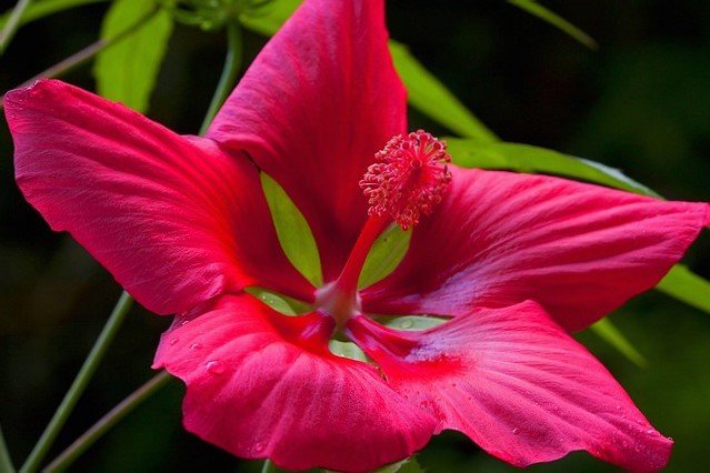 plantes exotiques