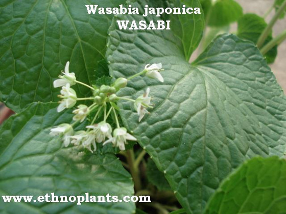 plante de wasabi